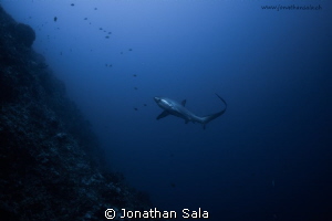 Thresher Shark by Jonathan Sala 